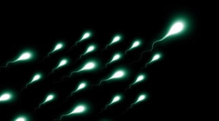 sperma